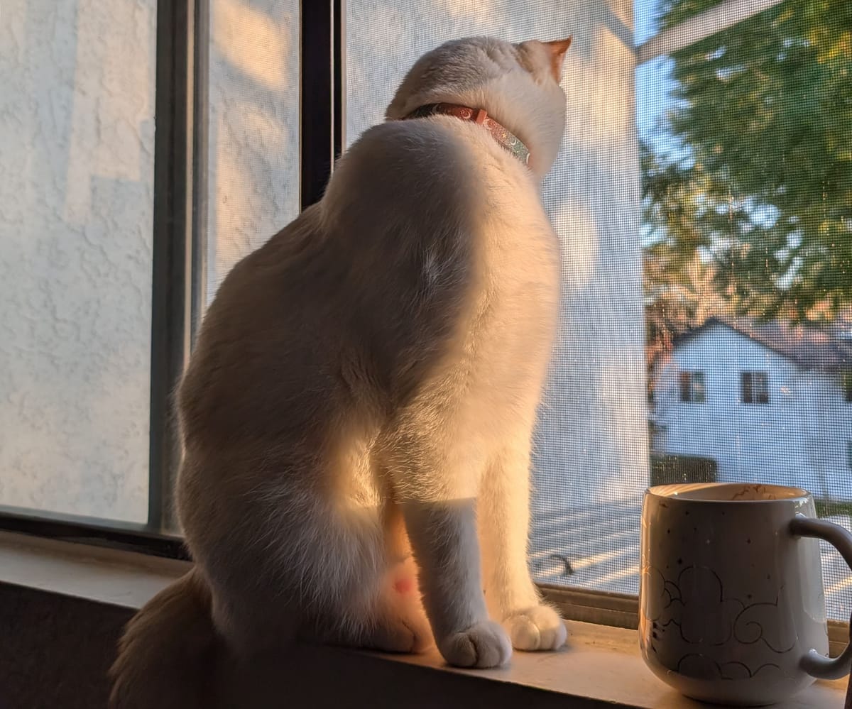 A cat sitting on a windowsill lit by goldensunshine with a mug sitting next to him.